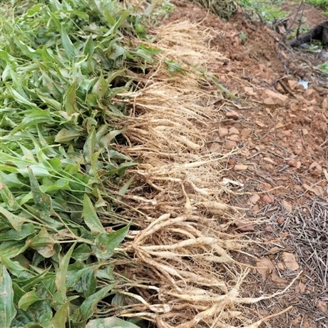 百部草小苗百条根批发价格福建种植基地药虱药