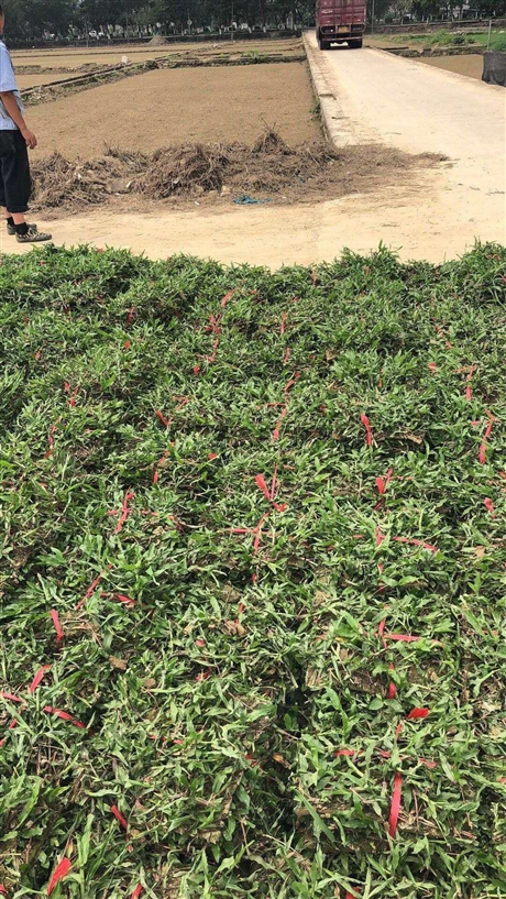 东莞大叶油草皮场