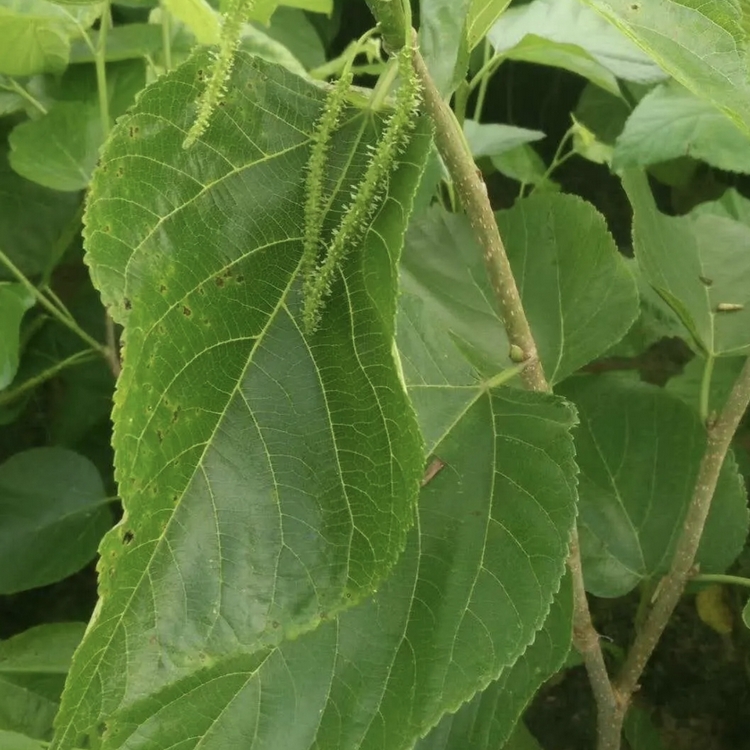 桑苗 桑树小苗 桑树苗 各种规格供应 量大从优
