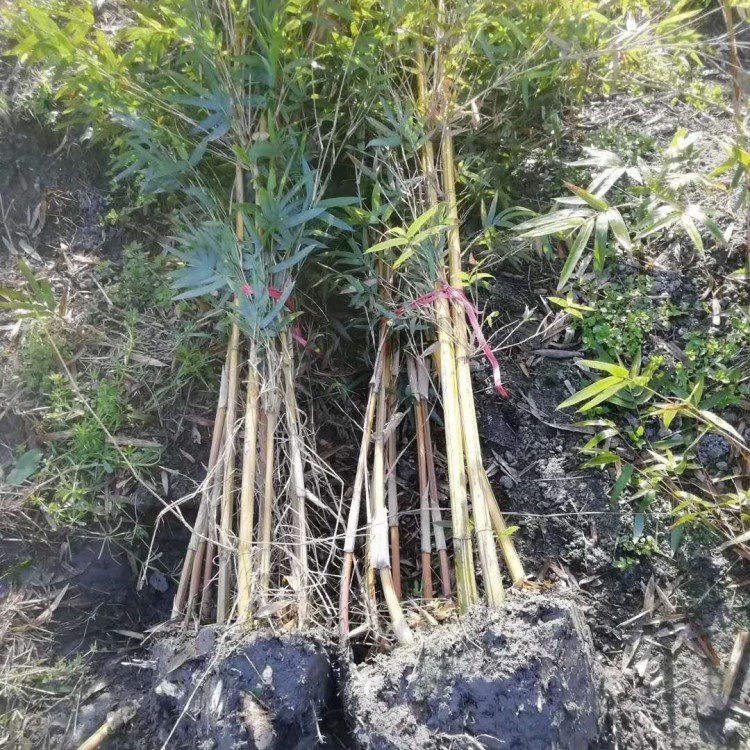 四方竹袋苗四方竹小苗各种观赏竹子基地批发