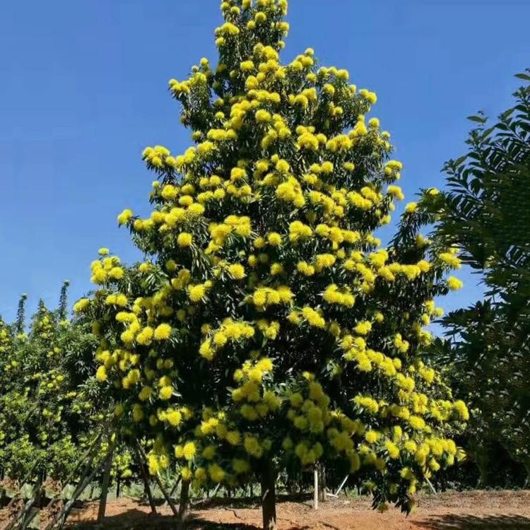 黄金熊猫移植苗 黄金熊猫移栽苗 漳州基地批发