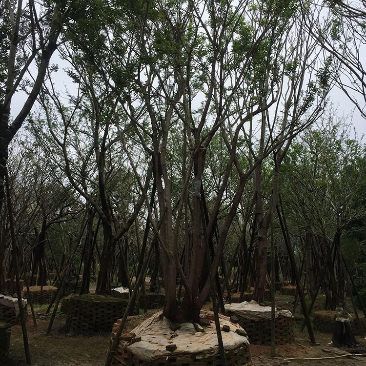 丛生朴树批发多杆朴树移植苗庭院风景树批发