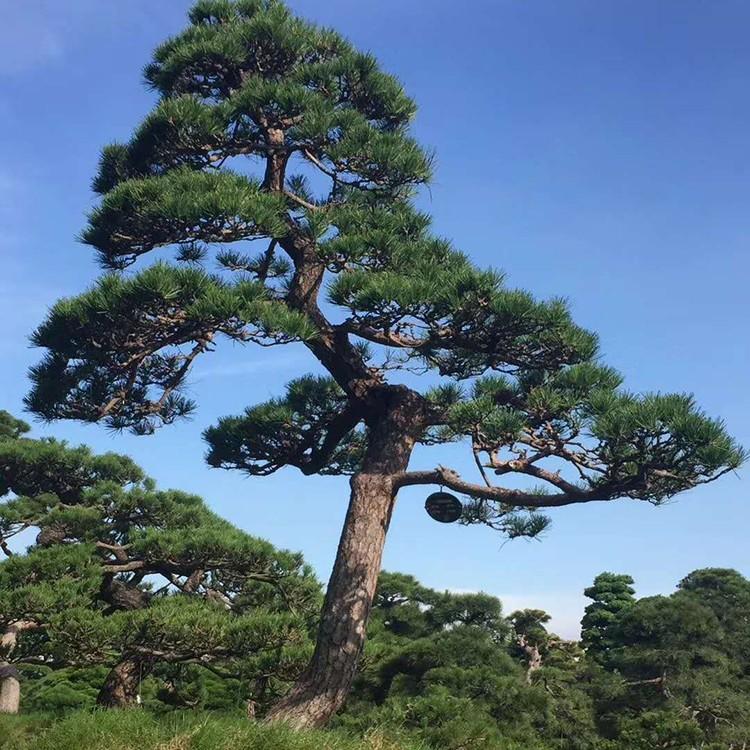 日本黑松基地批发 别墅造景松 庭院松 多规格供应