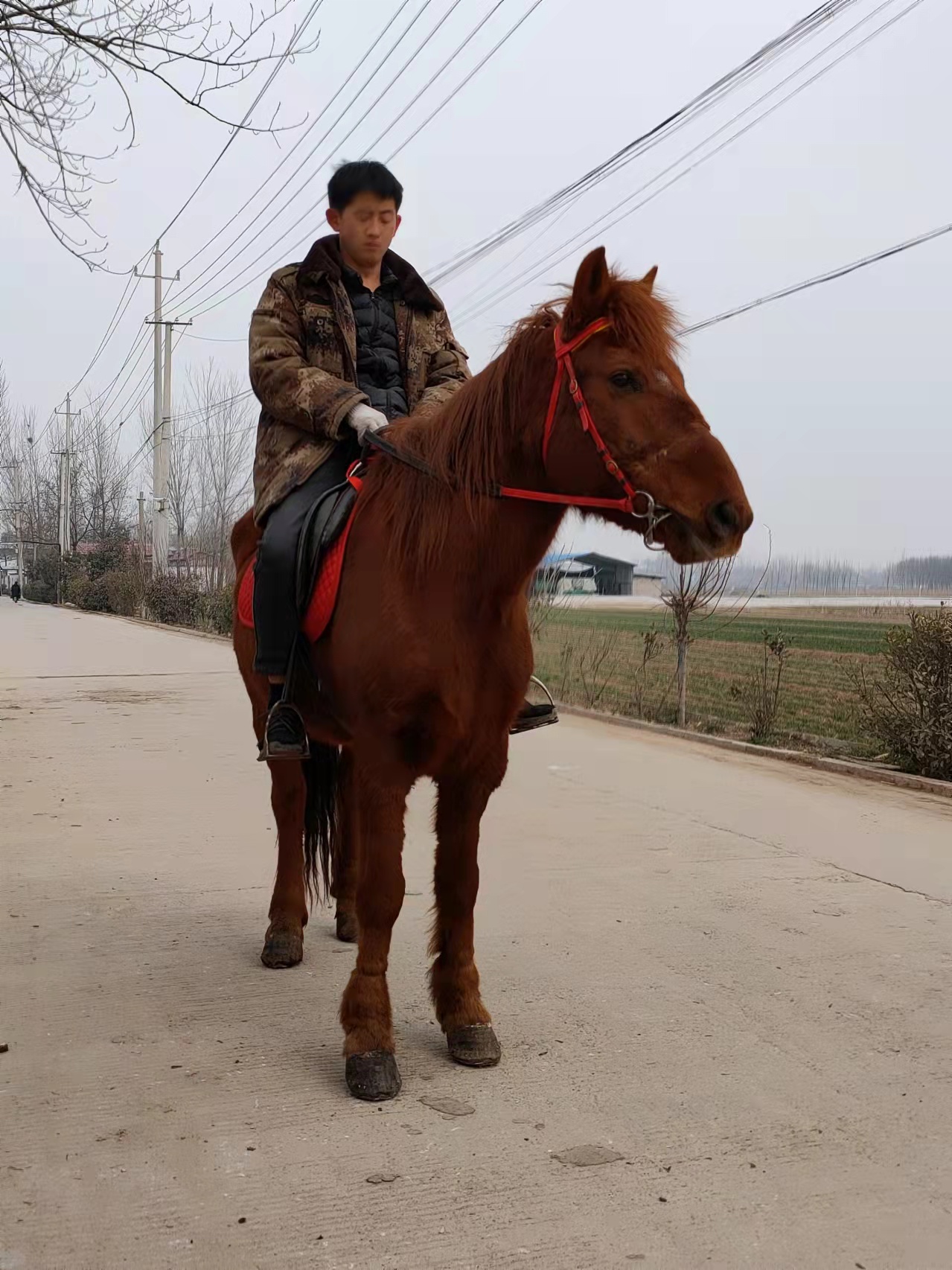 塘沽区家养宠物德保矮马影视专用马德保矮马免费提供马具德保矮马价格