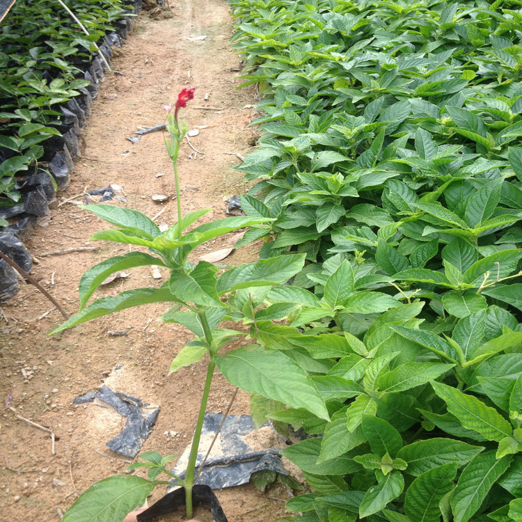 大花芦莉容器苗 艳芦莉绿化苗 红花芦莉小苗 风景区花坛大片种植