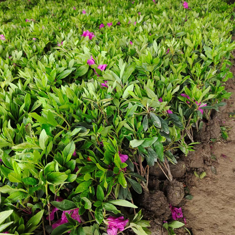 杜鹃花夏鹃春鹃营养杯大杯毛鹃百万绿化工程小苗基地