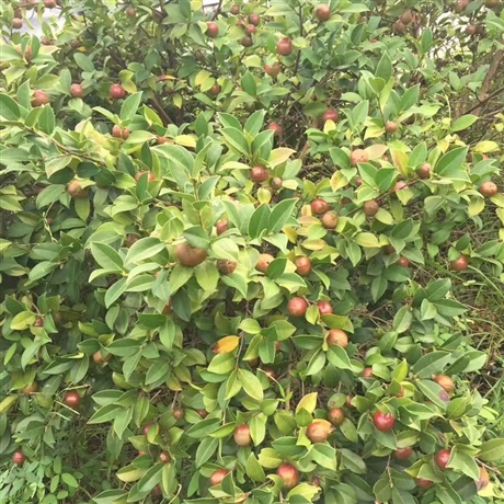 油茶苗基地批发油茶小苗油茶袋苗大量供应