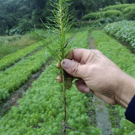 供应马尾松树苗青松小苗山松枞松福建松树种植基地