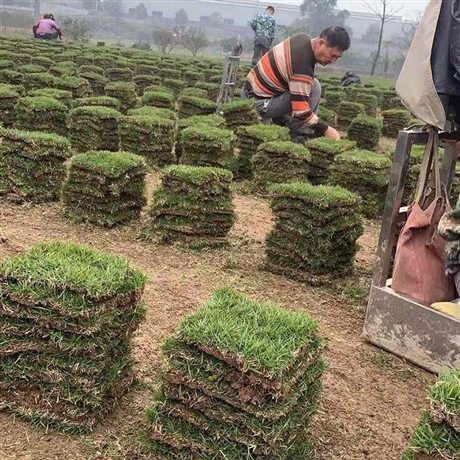 兰引三号草卷兰引3号草卷耐践踏易生长四季青