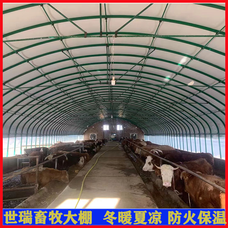 养牛大棚建设养牛棚搭建成本现代化牛舍大棚施工安装