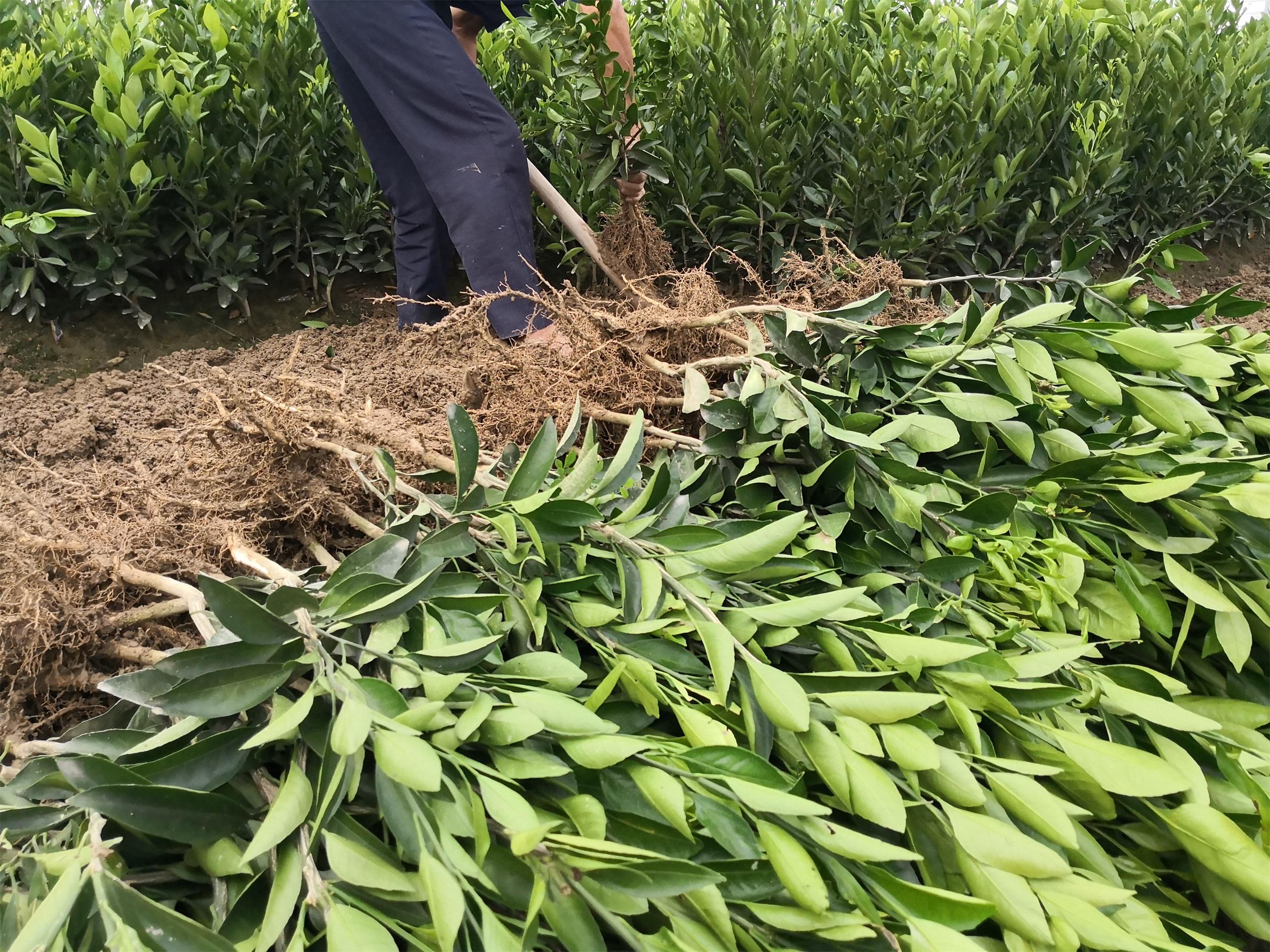 由良蜜桔苗栽种特点千思农林基地售后提供栽种管理技术咨询