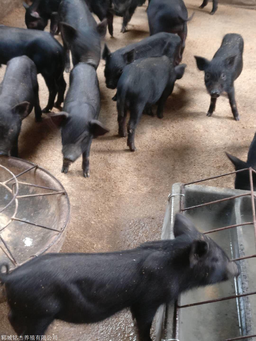 广西钦州藏香猪种苗一头价格多少钱