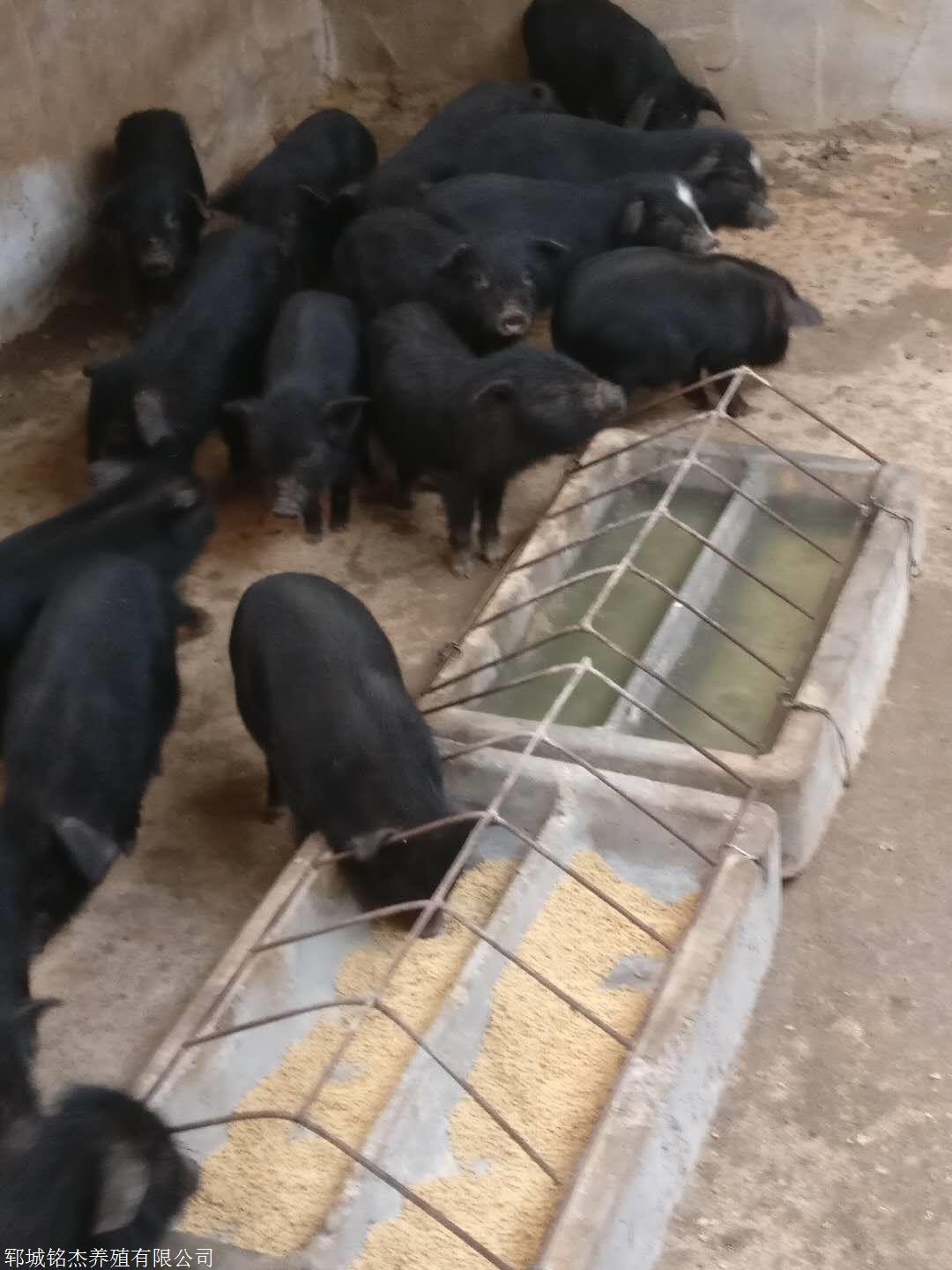藏香猪种猪一头价格