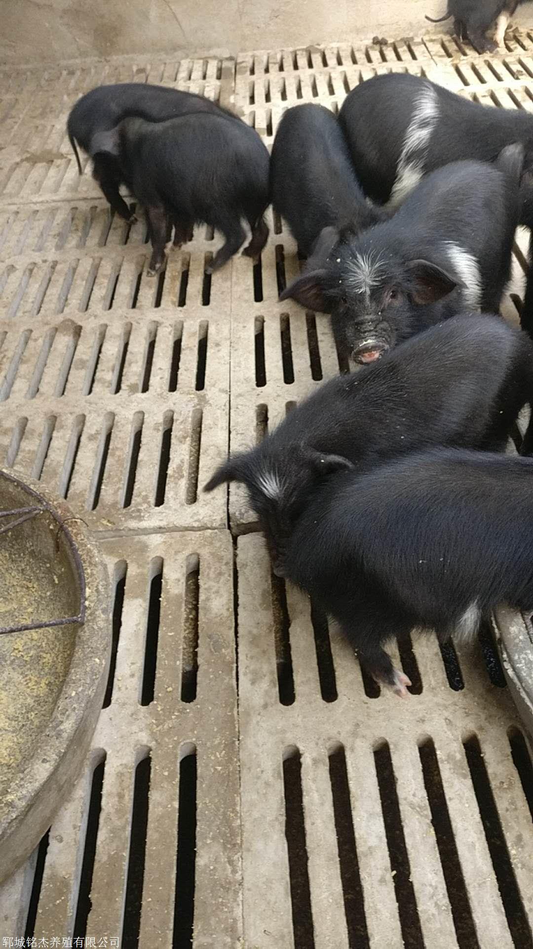 藏香猪种苗一只多少钱