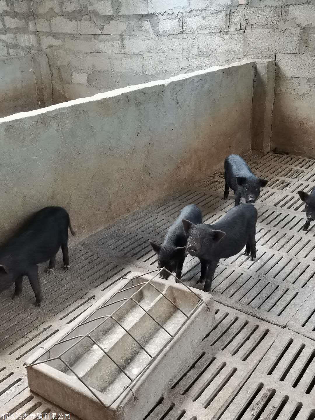 山东青岛成年藏香猪怎么养殖