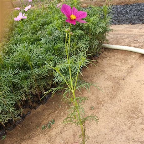 耐乾花卉波斯菊時令花卉波斯菊波斯菊價格