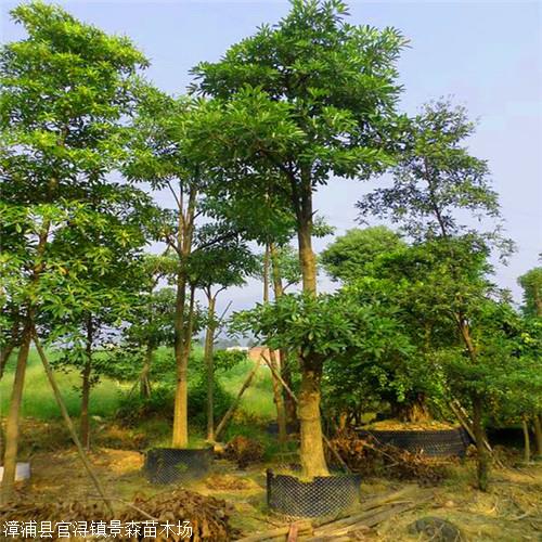 盆架子树  灯架树供应 行道树 价格优惠