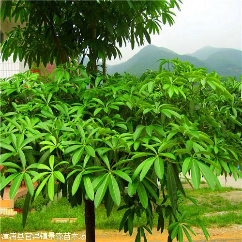 盆架子树  灯架树供应 行道树 价格优惠