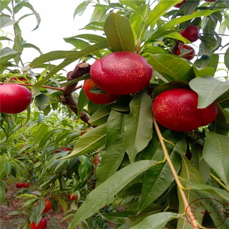 非洲黑妹桃树苗价格 中蟠17桃