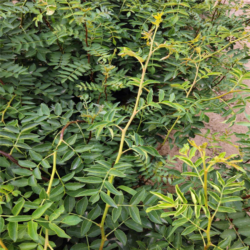 無刺花椒苗精品投放青花椒樹苗掛果圖片