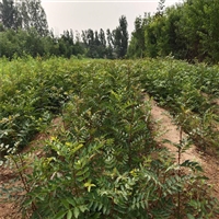 基地供应花椒苗，2年生花椒树苗，花椒苗产量稳定