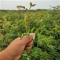 江西花椒苗苗真价实 2年生花椒树苗种植技术