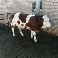 吉林二岁母牛厂家批发 西门塔尔牛养殖技术量大从优