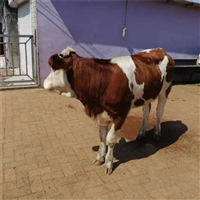 内蒙古改良牛厂家直销 三个月的西门塔尔牛优质服务