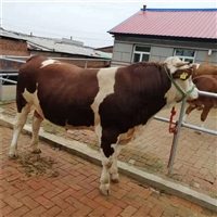 哈尔滨肉牛犊价格 西门塔尔牛小牛苗原装现货