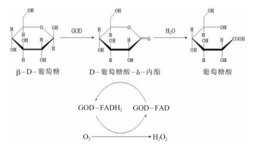 葡萄糖氧化酶酶学性质和作用机理