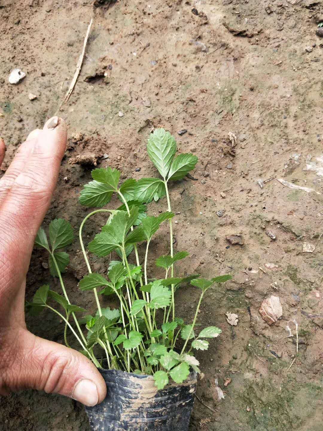 蛇莓 青州蛇莓 蛇莓小苗 蛇莓基地 蛇莓种植基地