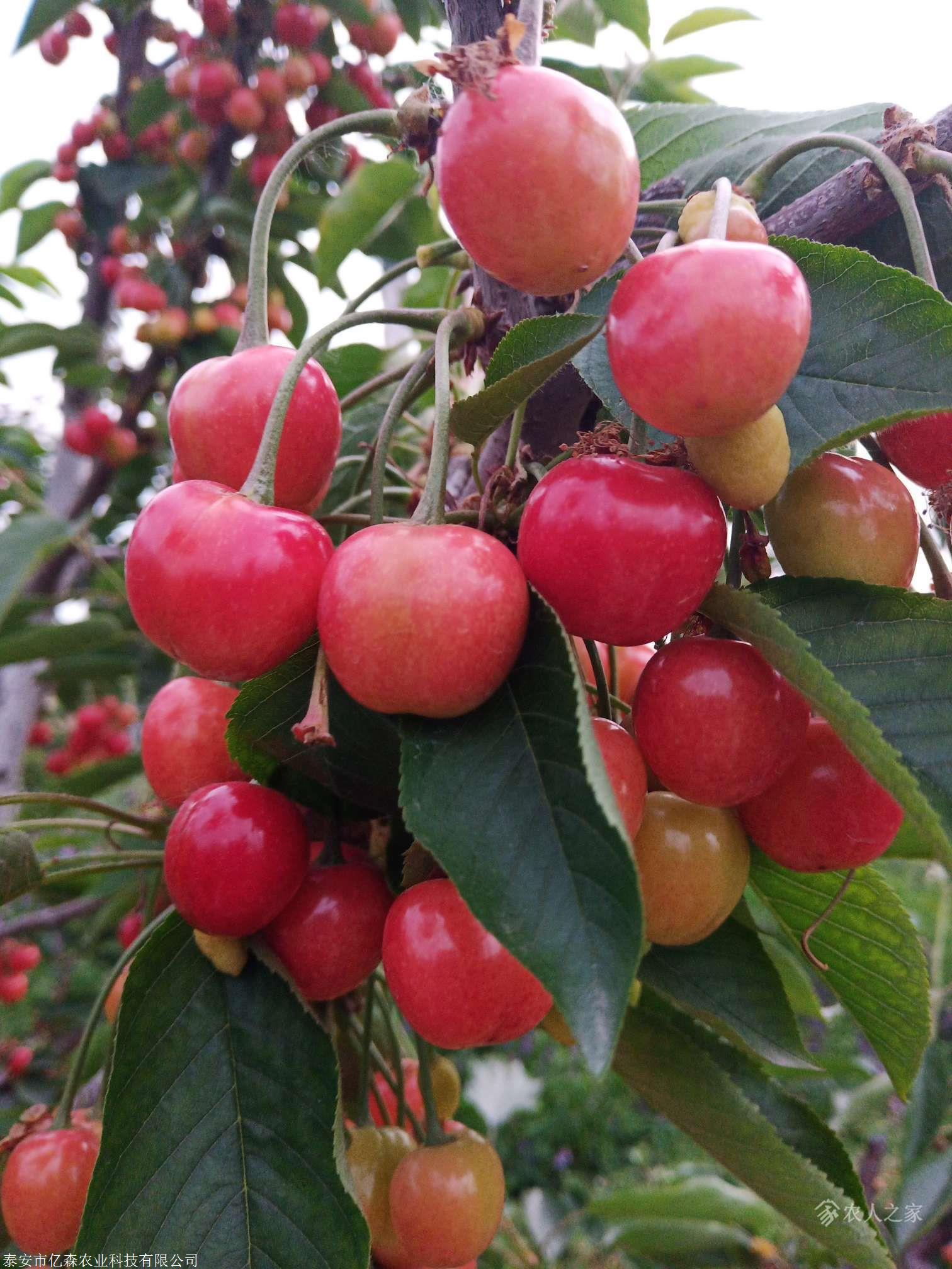 鲁樱三号樱桃苗基地直售易管理鲁樱三号樱桃苗