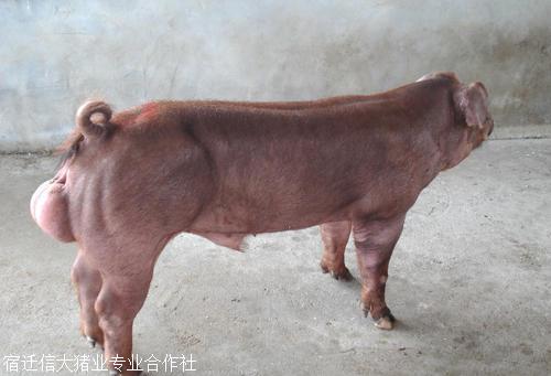 运城市活体小猪仔长白母猪养殖基地