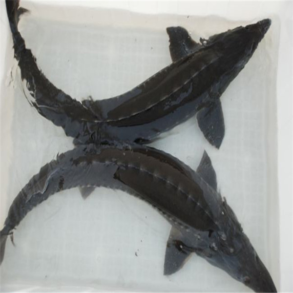 装饰人造草皮 笼式足球场建造