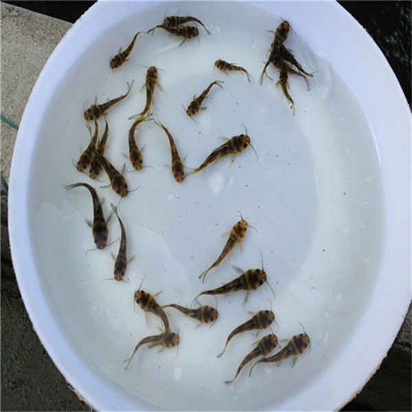 鹰潭黄角丁鱼苗 供应2-6公分黄颡鱼苗 全雄黄骨鱼苗厂家