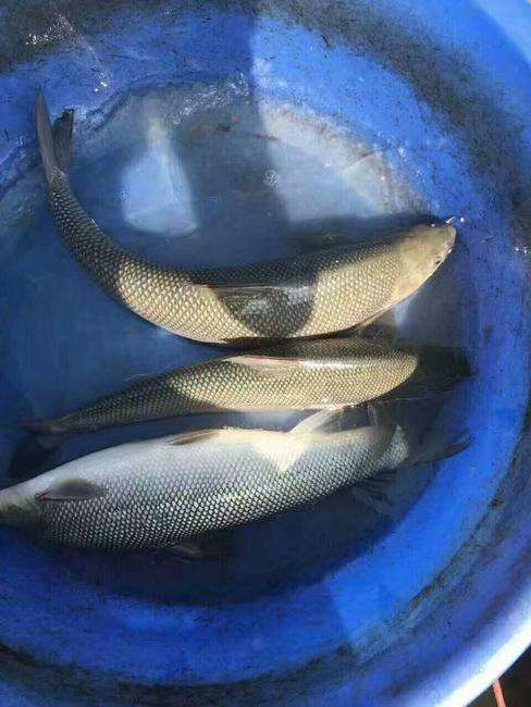 舟山淡水裸盖鱼哪家服务好现货裸盖鱼淡水裸盖鱼养殖基地