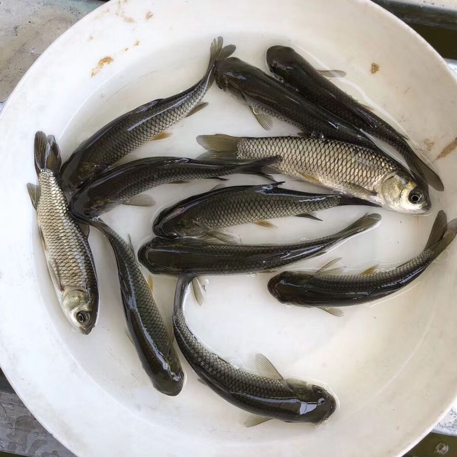 邯郸土鲫鱼苗 白鲫鱼苗价格 芜湖 土鲫鱼苗养殖