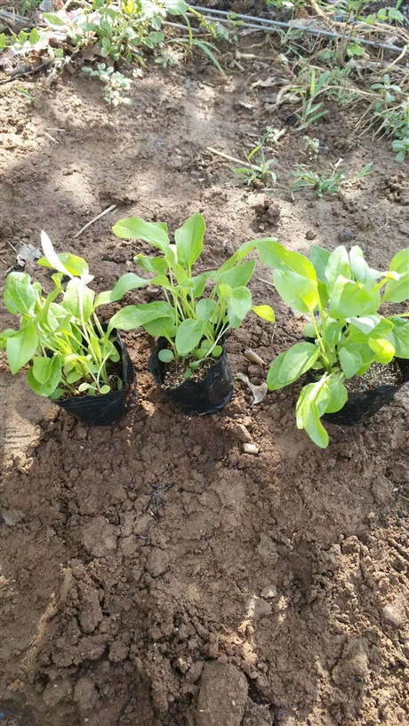 松果菊青州松果菊松果菊小苗松果菊基地