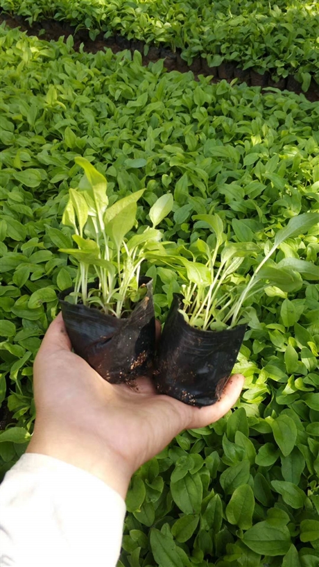 松果菊青州松果菊松果菊小苗松果菊基地