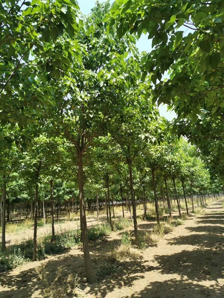 3公分楸树价格山东德州楸树基地