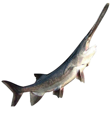 烟台鲟鱼苗价格优惠成活率高江北鲟鳇鱼鲟鳇鱼哪里有