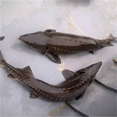 厂家销售鲟鱼苗湘潭西杂鲟史氏鲟多少钱