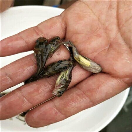 四川裂腹魚苗細鱗魚苗怎麼賣廠家銷售雅魚苗