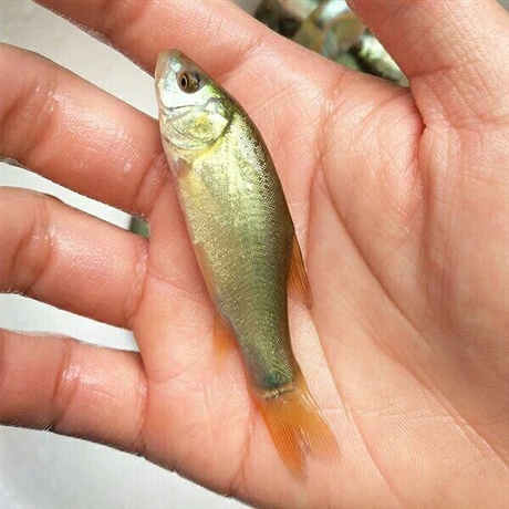 淡水裸盖鱼 鞍山大鳞鲃裸盖鱼加工定制厂家 现货淡水裸盖鱼