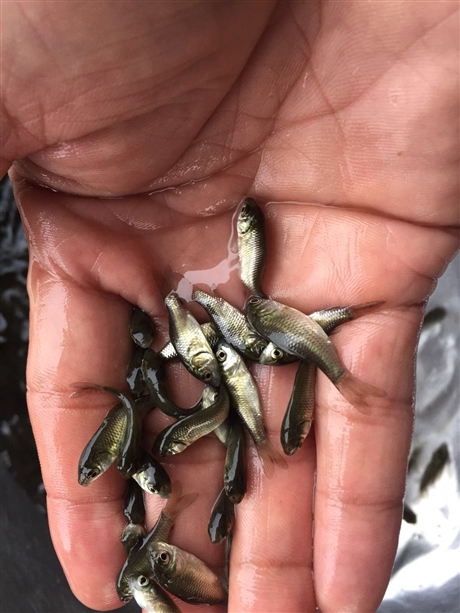 辽宁丁桂鱼苗 天门丁岁鱼苗 丁穗鱼苗厂家直销