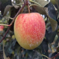 广西苹果苗批发价格 烟富6苹果苗品种纯度