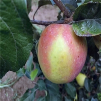 四川苹果苗批发 苹果树苗价格优势 长枝苹果苗量大从优