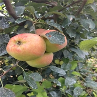嫁接烟富6苹果苗结果个大脆甜 苹果树生长周期长