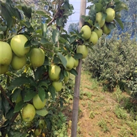 江西苹果苗种植技术 晚熟苹果苗品种特点