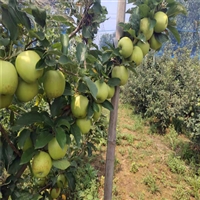 烟富8苹果苗报价-奶油苹果树苗苗源充足